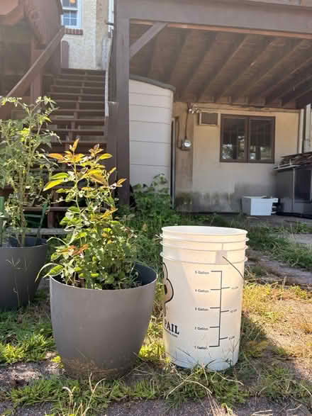 Photo of free Rose bushes - Pink/res (Elkins Park Train Station) #1