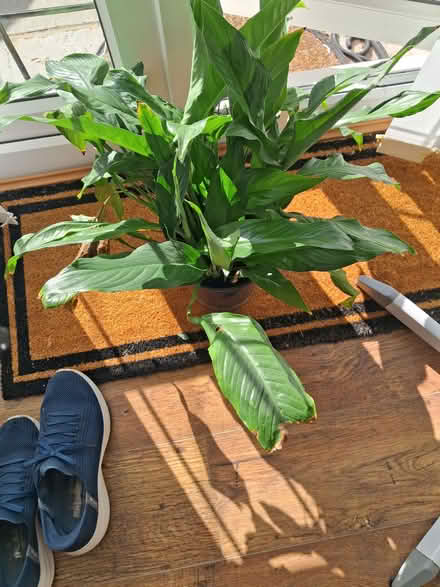 Photo of free Peace lily pot plant (Puckeridge SG11) #1