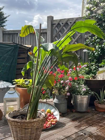 Photo of free Plant (Collier Row RM5) #1