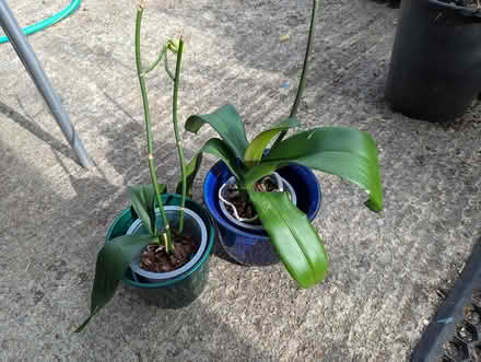 Photo of free Two orchids (Cottingley BD16) #1