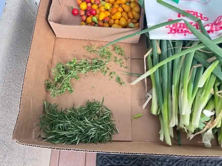 Photo of free garden veggies (Fair Lawn, NJ) #4