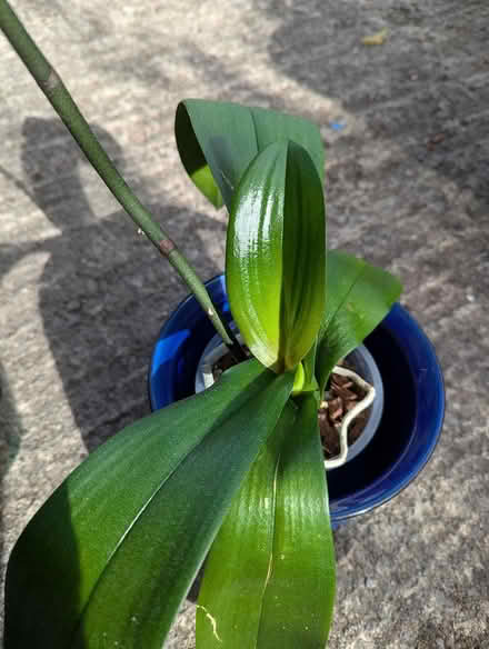 Photo of free Two orchids (Cottingley BD16) #2