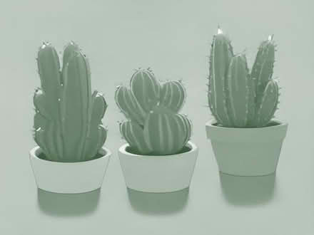 Photo of free Small succulents/cacti plants (The Cedars Estate WD3) #1