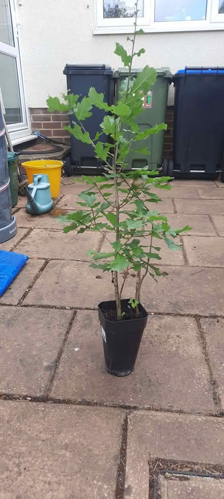 Photo of free Small oak tree (Shalford CM7) #1