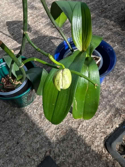 Photo of free Two orchids (Cottingley BD16) #3