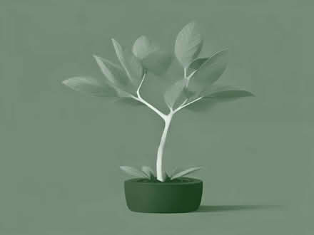 Photo of free Plum tree root sapling (Wimbledon Village SW19) #1