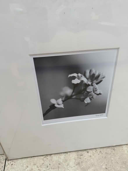 Photo of free Set of three ikea flower prints (Papplewick CP NG15) #4