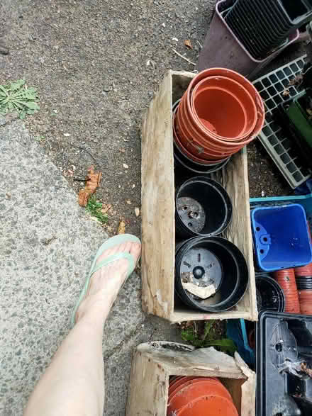 Photo of free Plastic plant pots and seed trays various sizes and colours (Leatherhead KT22) #4