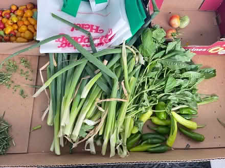 Photo of free garden veggies (Fair Lawn, NJ) #3