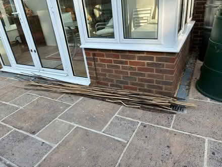 Photo of free Long lengths of home grown bamboo (Steyning BN44) #1