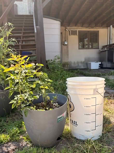 Photo of free Rose bushes - Pink/res (Elkins Park Train Station) #2