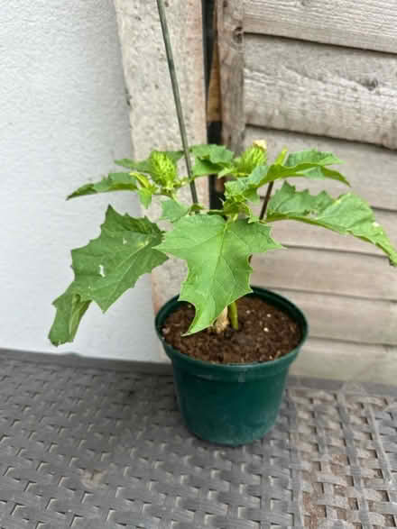 Photo of free Plant (Collier Row RM5) #1