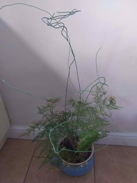 Photo of free Asparagus Fern (Selattyn SY10) #1