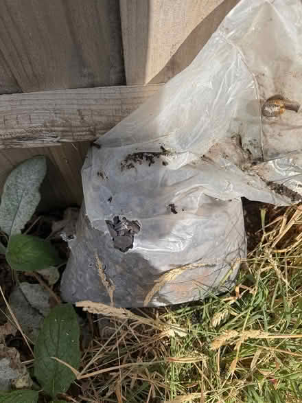 Photo of free 2 bags of purple slate (Shirley, Croydon CR0) #3