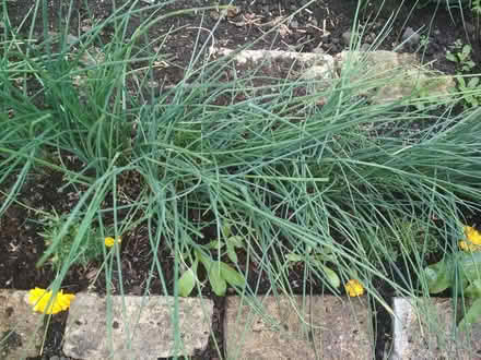 Photo of free Fresh Seeds (Dublin central) #4
