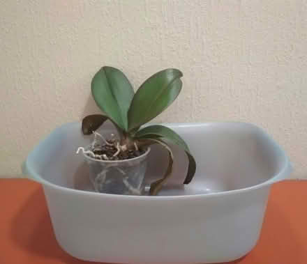 Photo of Orchid potting mix (Dublin central) #1