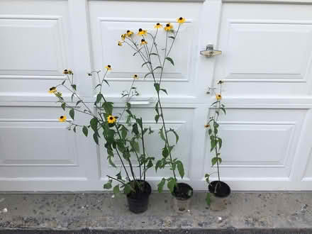 Photo of free Brown-eyed Susan plants (Hunt Club & Conroy) #1