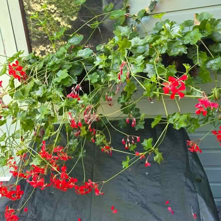 Photo of free 2 black half baskets with geraniums (Clive Vale TN35) #2