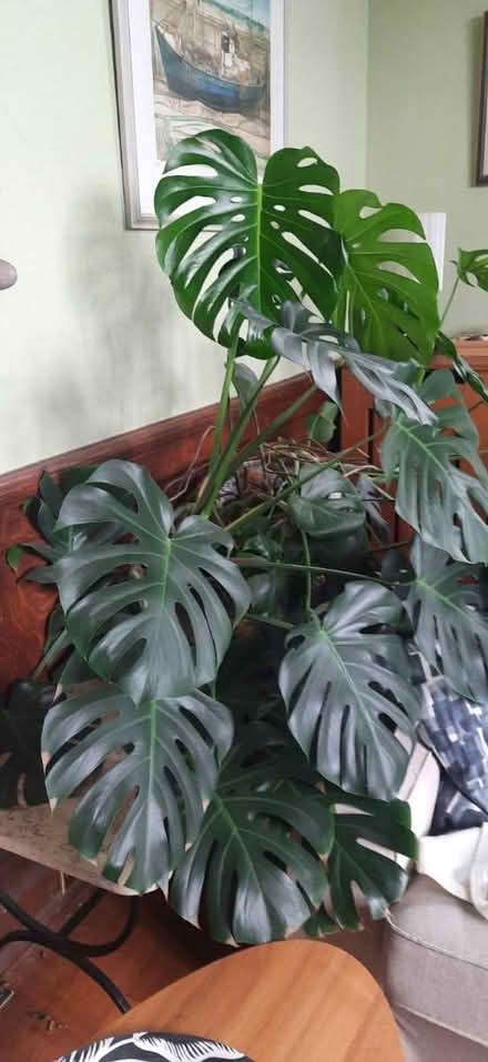 Photo of free Large monsteria house plant (Stroud central GL5) #2