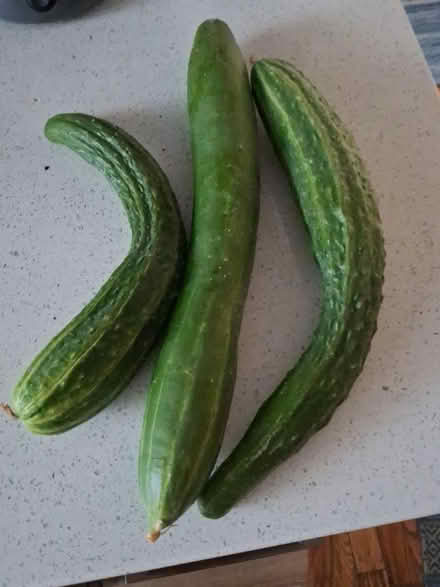 Photo of free Fresh English cucumbers (20003/RFK Stadium) #1