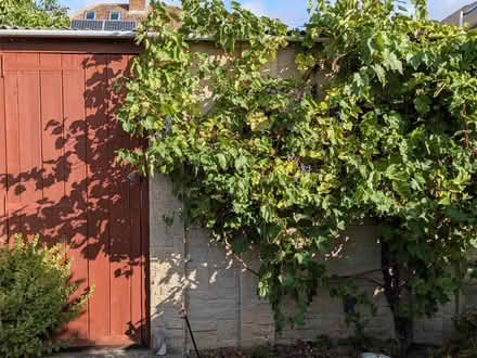 Photo of free Grapes for wine making (Risinghurst OX3) #1