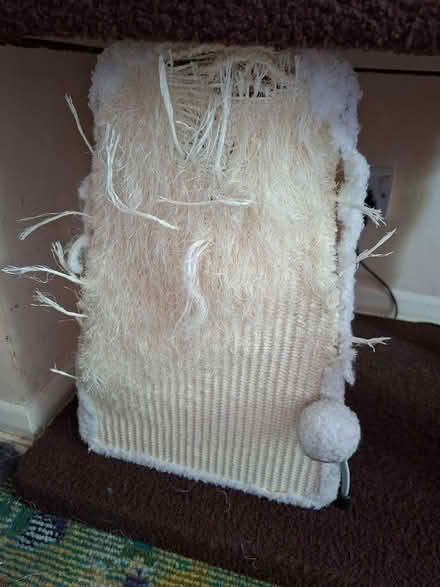 Photo of free Cat trees, Old Woking (Woking, GU22) #2
