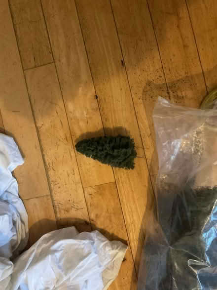 Photo of free trees (Kennington SE11) #2