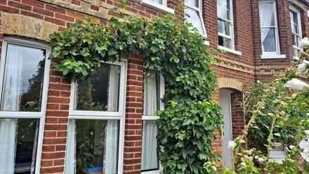 Photo of free grapes (Station Area RG21) #2