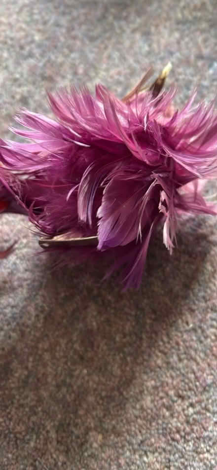 Photo of free Clip on bird ornament (Funtley PO17) #2