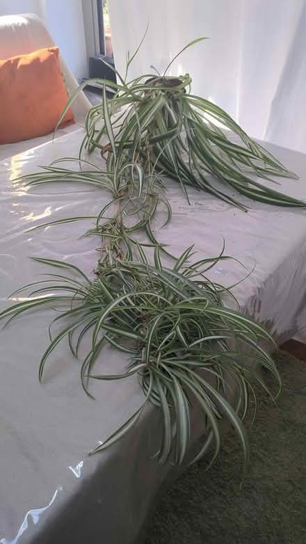 Photo of free Spider plant (Brixton SW2) #1
