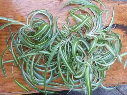 Photo of free Curly varigated Spider plant (East Barnet EN4) #1