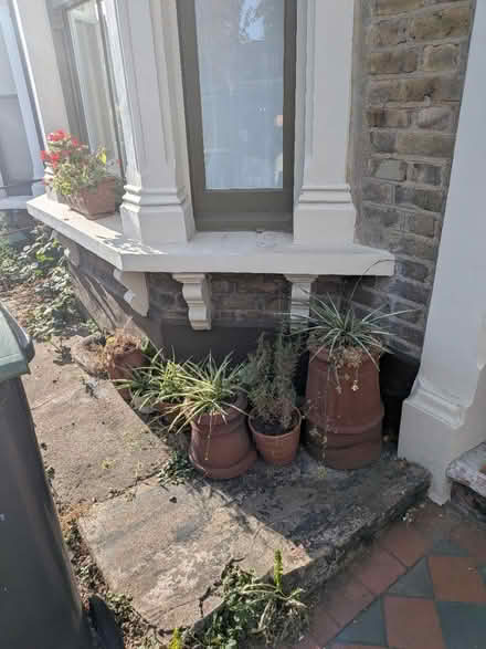 Photo of My potted plant back (Bruce Grove N17) #2