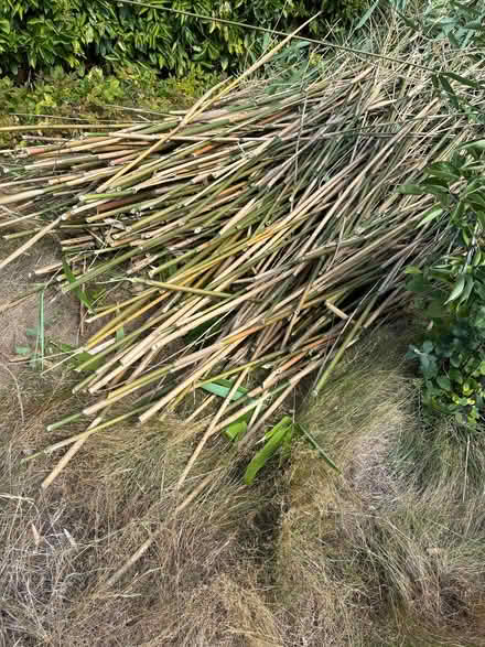 Photo of free Bamboo stakes harvested from our garden 2-5m long (West End KT10) #1
