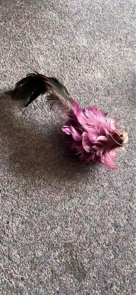 Photo of free Clip on bird ornament (Funtley PO17) #3