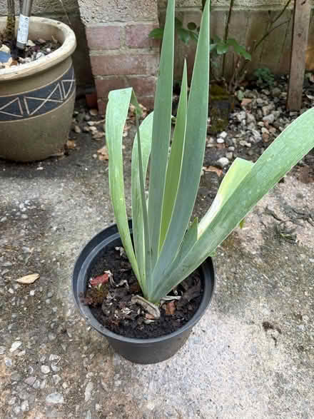 Photo of free Iris Plant (Westbury BA13) #1