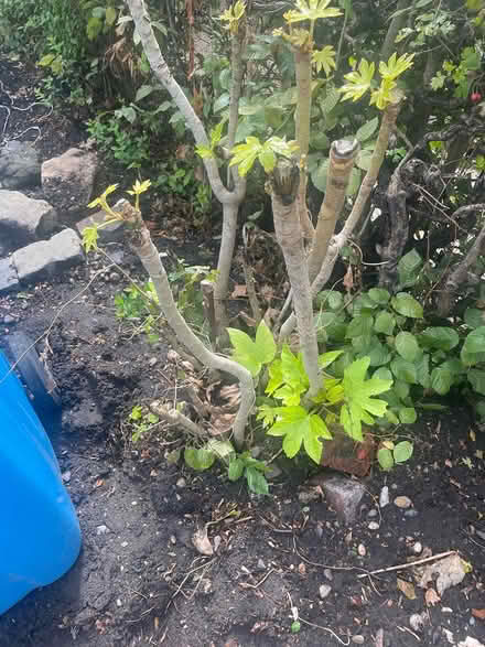 Photo of free tree (Baugley M23) #1