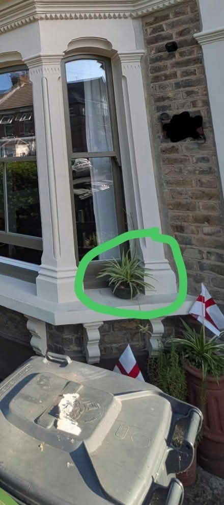Photo of My potted plant back (Bruce Grove N17) #1