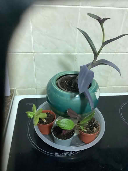 Photo of free House plants (Chilwell NG9) #1