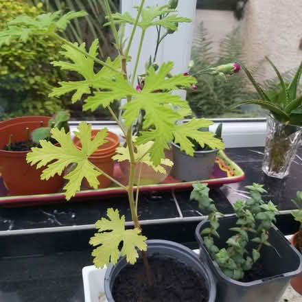 Photo of free Indoor Plants (Blackhall EH4) #1