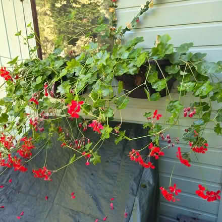 Photo of free 2 black half baskets with geraniums (Clive Vale TN35) #1