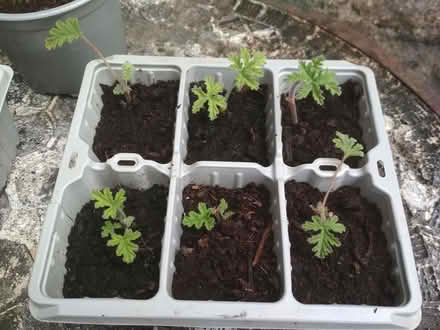Photo of free Lemon geranium (Dublin central) #3