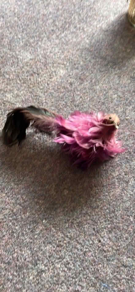 Photo of free Clip on bird ornament (Funtley PO17) #1