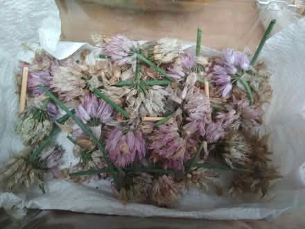 Photo of free Fresh Seeds (Dublin central) #3