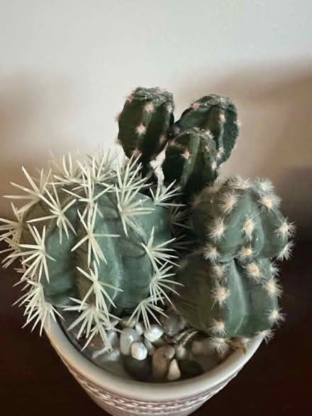 Photo of free Artificial cacti (Burlington) #2
