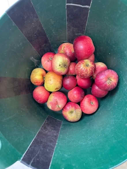 Photo of free Apples (Lexden CO3) #1