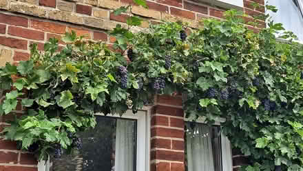 Photo of free grapes (Station Area RG21) #1