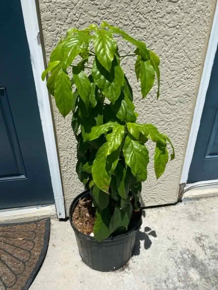 Photo of free Avocado tree from organic seed (12th St & IRB, Vero Beach) #1