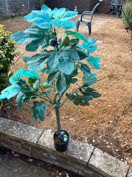 Photo of free Artificial fig tree (Thatcham RG19) #1