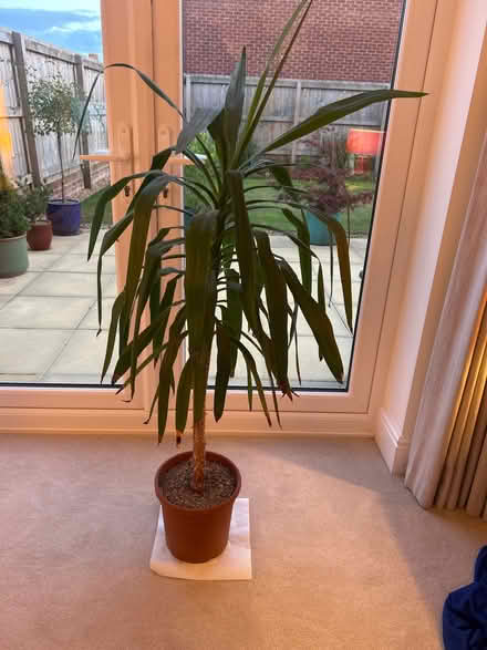 Photo of free Palm tree - 4 ft high (Penrith CA11) #1