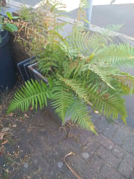 Photo of free Fern (Ilford IG1) #1